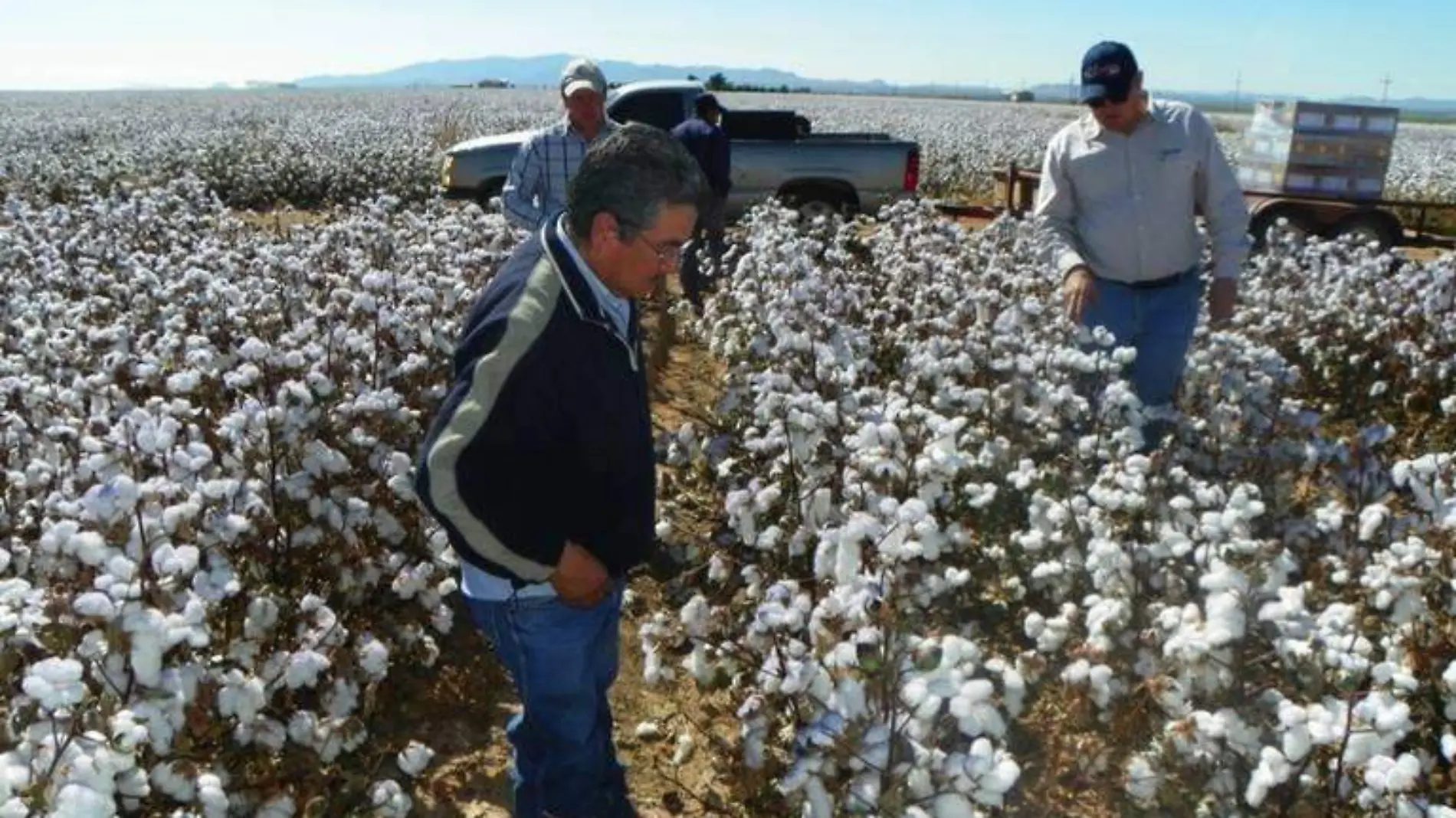 Campos algodoneros